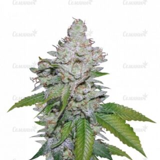 Семена сорта Ultra Sour Kush Семена сорта Ultra Sour Kush