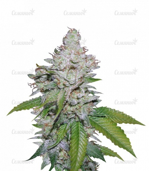 Семена сорта Ultra Sour Kush Семена сорта Ultra Sour Kush