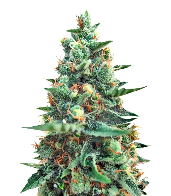 Семена сорта White Rush Auto fem (Dr. Krippling Seeds) Семена сорта White Rush Auto fem (Dr. Krippling Seeds)