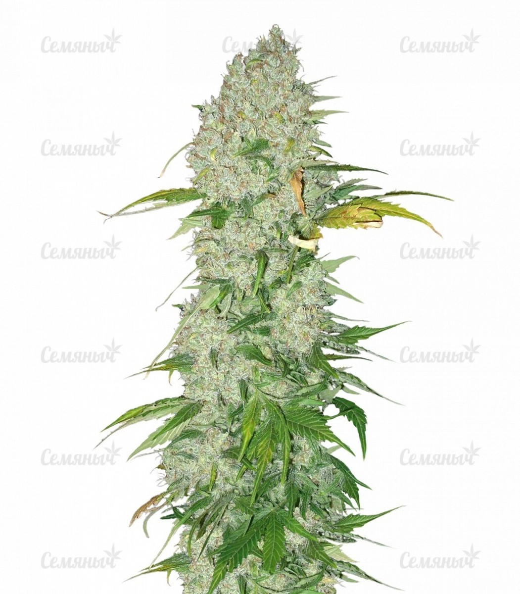 Семена сорта Original Cheese IBL (Paradise Seeds) Семена сорта Original Cheese IBL (Paradise Seeds)