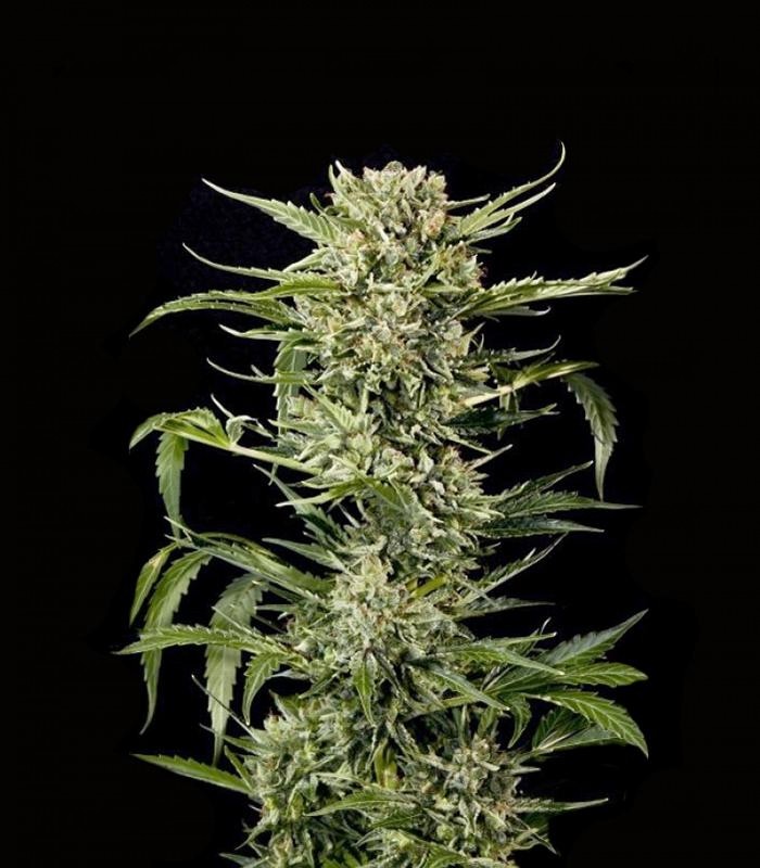 Семена сорта Shark (Pyramid Seeds) Семена сорта Shark (Pyramid Seeds) — изображение 5