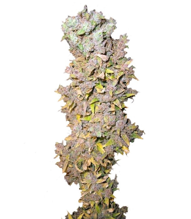 Northern Lights fem (Nirvana Seeds) Northern Lights fem (Nirvana Seeds)