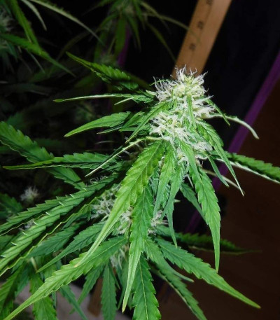 Семена сорта Sugar Black Rose Auto fem (Delicious Seeds) Семена сорта Sugar Black Rose Auto fem (Delicious Seeds) — изображение 4