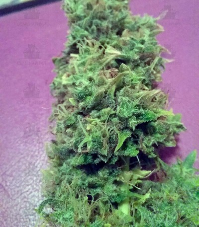 Сорт + Speed Auto fem (Sweet Seeds) Сорт + Speed Auto fem (Sweet Seeds) — изображение 4