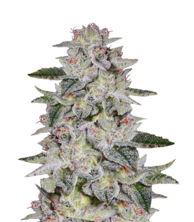 Cорт Sweet Valley Kush (GHS) Сорт Sweet Valley Kush fem (GHS)