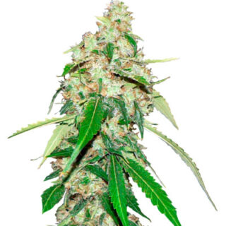 Top Dawg fem (Barney's Farm) семена конопли Top Dawg fem (Barney's Farm) семена конопли