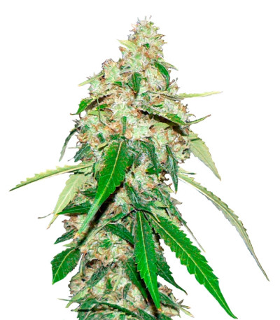 Top Dawg fem (Barney's Farm) семена конопли Top Dawg fem (Barney's Farm) семена конопли