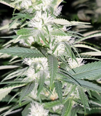 Tropic Punch fem (Heavyweight Seeds) Tropic Punch fem (Heavyweight Seeds) — изображение 3