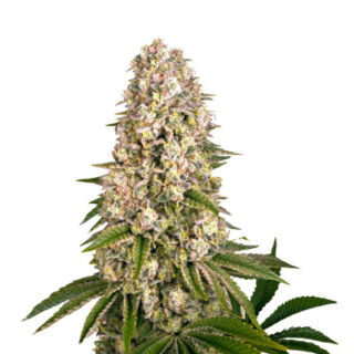 Сорт Tropicanna Banana fem (Barney's Farm) Сорт Tropicanna Banana fem (Barney's Farm)