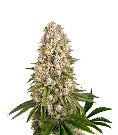 Сорт Tropicanna Banana fem (Barney's Farm) Сорт Tropicanna Banana fem (Barney's Farm)