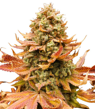 Сорт Watermelon Zkittlez fem (Barney's Farm) Сорт Watermelon Zkittlez fem (Barney's Farm)