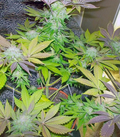 White Widow fem (Pyramid Seeds) White Widow fem (Pyramid Seeds) — изображение 4