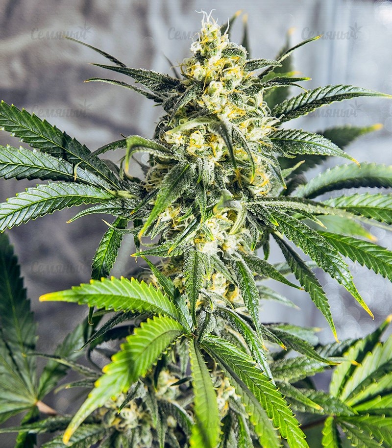 Семена сорта Original Cheese IBL (Paradise Seeds) Семена сорта Original Cheese IBL (Paradise Seeds) — изображение 6