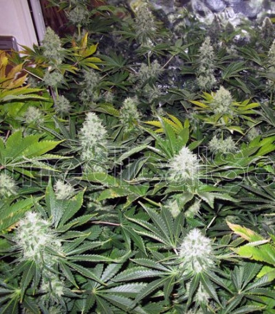 White Widow fem (Medical Seeds) White Widow fem (Medical Seeds) — изображение 5