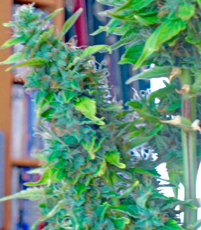 Wipeout Express auto (Heavyweight Seeds) семена конопли Wipeout Express auto (Heavyweight Seeds) семена конопли — изображение 3
