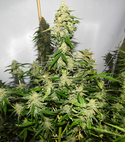 Wipeout Express auto (Heavyweight Seeds) семена конопли Wipeout Express auto (Heavyweight Seeds) семена конопли — изображение 4