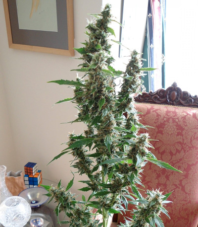 Сорт Wipeout Express Auto fem (Heavyweight Seeds) Сорт Wipeout Express Auto fem (Heavyweight Seeds) — изображение 4