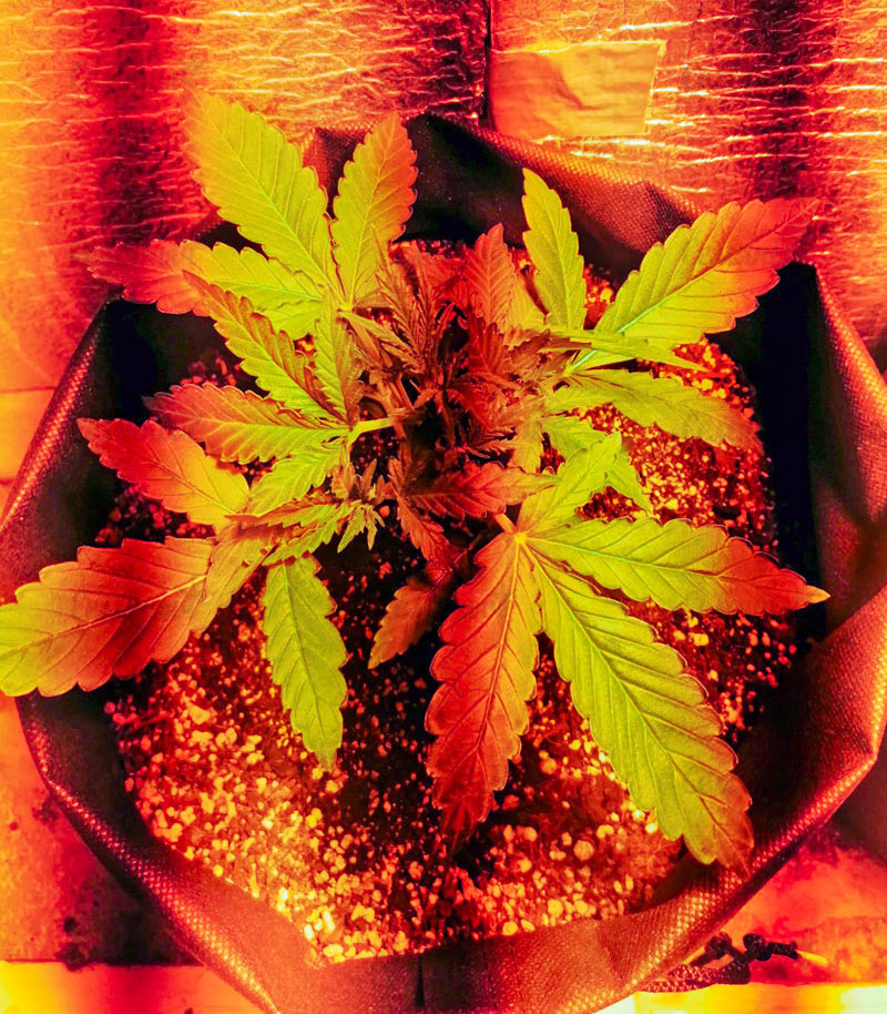 Zkittlez Auto fem (Cali Buds Seeds) семена конопли Zkittlez Auto fem (Cali Buds Seeds) семена конопли — изображение 2