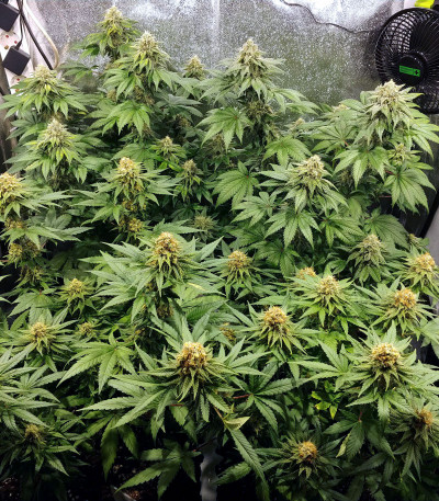 Семена сорта Zkittlez fem (Original Sensible Seeds) Семена сорта Zkittlez fem (Original Sensible Seeds) — изображение 3
