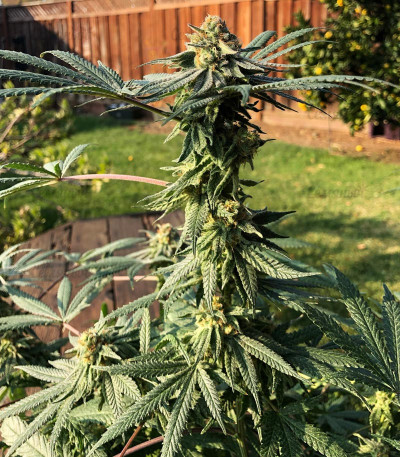 Семена сорта Zkittlez fem (Original Sensible Seeds) Семена сорта Zkittlez fem (Original Sensible Seeds) — изображение 4