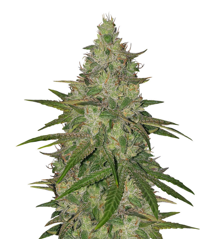 Семена сорта Zkittlez fem (Original Sensible Seeds) Семена сорта Zkittlez fem (Original Sensible Seeds)