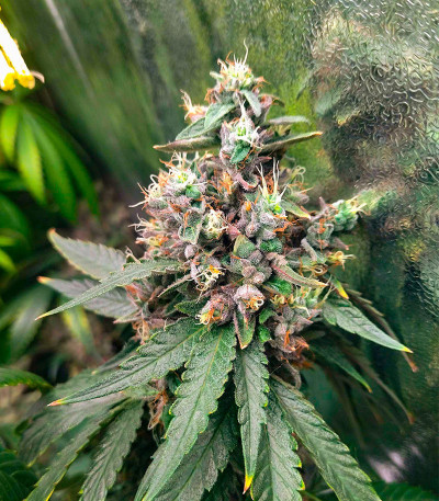 Сорт Açai Jelly by Sherbinskis fem (Silent Seeds) Сорт Açai Jelly by Sherbinskis fem (Silent Seeds) — изображение 4