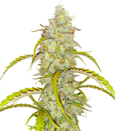 Сорт Black Herer Autoflower fem (Easy Grow Seeds) Сорт Black Herer Autoflower fem (Easy Grow Seeds)