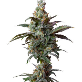 Сорт Blueberry Muffin fem (Humboldt Seed Company)