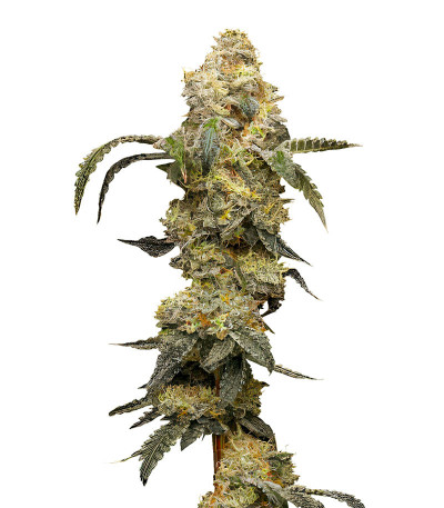 Сорт Farmer’s Daughter fem (Humboldt Seed Company) Сорт Farmer’s Daughter fem (Humboldt Seed Company)
