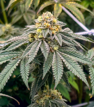 Сорт Humboldt Pound Cake fem (Humboldt Seed Company) Сорт Humboldt Pound Cake fem (Humboldt Seed Company) — изображение 3