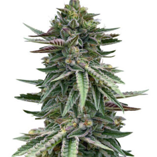 Сорт Humboldt Pound Cake fem (Humboldt Seed Company) Сорт Humboldt Pound Cake fem (Humboldt Seed Company)