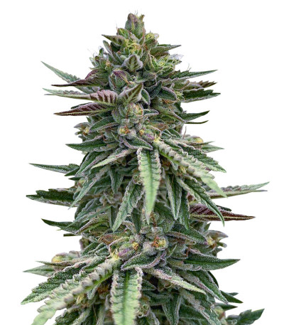 Сорт Humboldt Pound Cake fem (Humboldt Seed Company) Сорт Humboldt Pound Cake fem (Humboldt Seed Company)