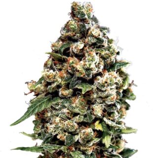 Сорт Jack Herer Auto fem (GHS)