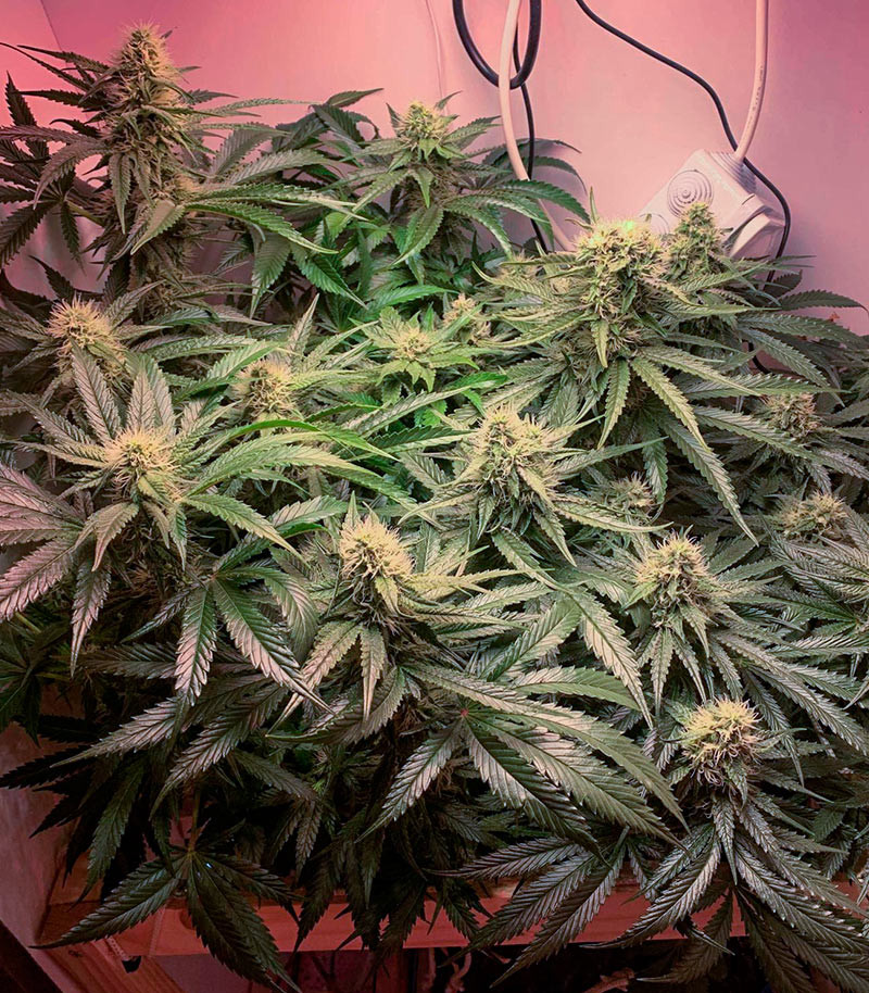 Сорт Lilac Cookies Bx2 reg (Ethos Genetics) Сорт Lilac Cookies Bx2 reg (Ethos Genetics) — изображение 2