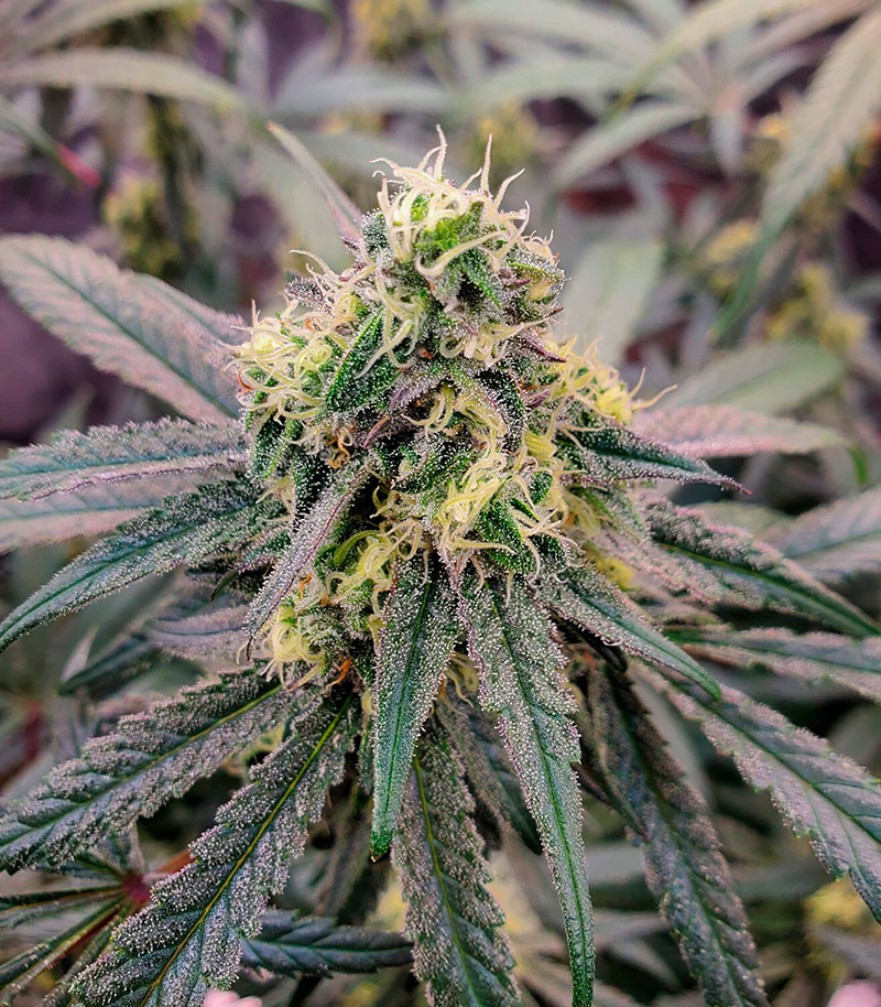 Сорт Lilac Cookies Bx2 reg (Ethos Genetics) Сорт Lilac Cookies Bx2 reg (Ethos Genetics) — изображение 3