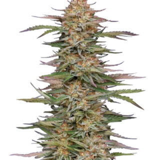 Сорт Orange Creampop fem (Humboldt Seed Company)