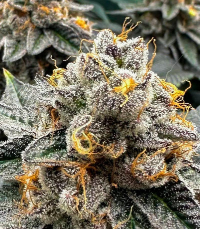 Сорт Poddy Mouth fem (Humboldt Seed Company) Сорт Poddy Mouth fem (Humboldt Seed Company) — изображение 6