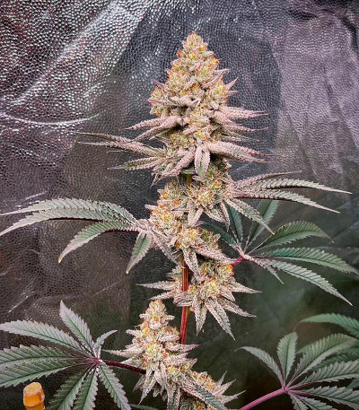 Сорт Poddy Mouth fem (Humboldt Seed Company) Сорт Poddy Mouth fem (Humboldt Seed Company) — изображение 3