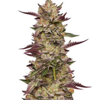 Сорт Poddy Mouth fem (Humboldt Seed Company) Сорт Poddy Mouth fem (Humboldt Seed Company)