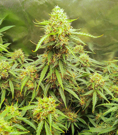Сорт Quarter Pounder Autoflower fem (Easy Grow Seeds) Сорт Quarter Pounder Autoflower fem (Easy Grow Seeds) — изображение 6