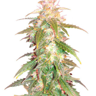 Сорт Quarter Pounder Autoflower fem (Easy Grow Seeds)