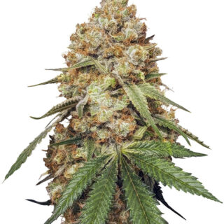 Сорт Slightly Stoopid Fruits fem (Humboldt Seed Company) Сорт Slightly Stoopid Fruits fem (Humboldt Seed Company)