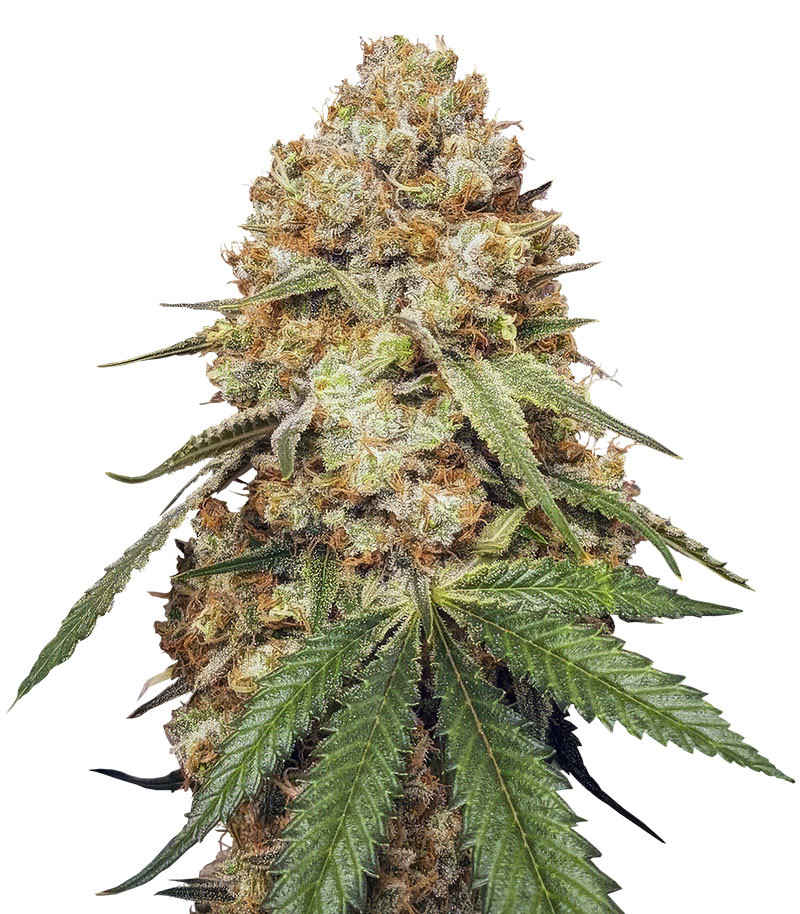 Сорт Slightly Stoopid Fruits fem (Humboldt Seed Company) Сорт Slightly Stoopid Fruits fem (Humboldt Seed Company)