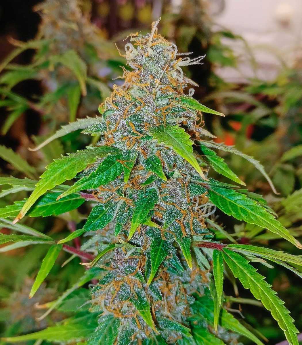 Сорт Slipstream fem (Compound Genetics) Сорт Slipstream fem (Compound Genetics) — изображение 3