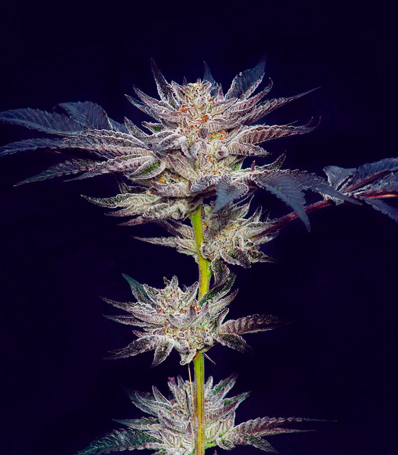 Сорт Slipstream fem (Compound Genetics) Сорт Slipstream fem (Compound Genetics) — изображение 2