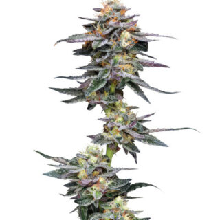 Сорт Vanilla Frosting fem (Humboldt Seed Company)