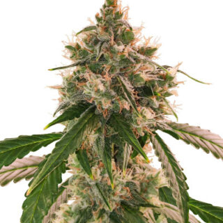 Сорт Wedding Cake Autoflower fem (Easy Grow Seeds)