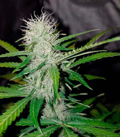 Сорт Super Lemon Haze Auto fem (GHS) Сорт Super Lemon Haze Auto fem (GHS) — изображение 4