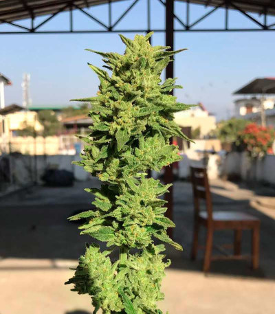 Сорт Super Lemon Haze Auto fem (GHS) Сорт Super Lemon Haze Auto fem (GHS) — изображение 5