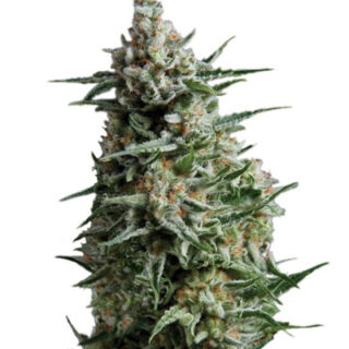 Сорт Anesthesia fem (Pyramid Seeds)